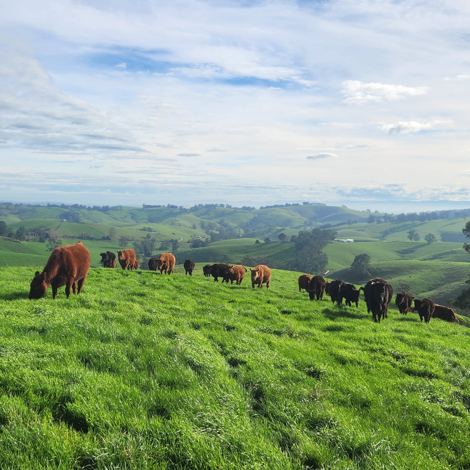 Cattle View